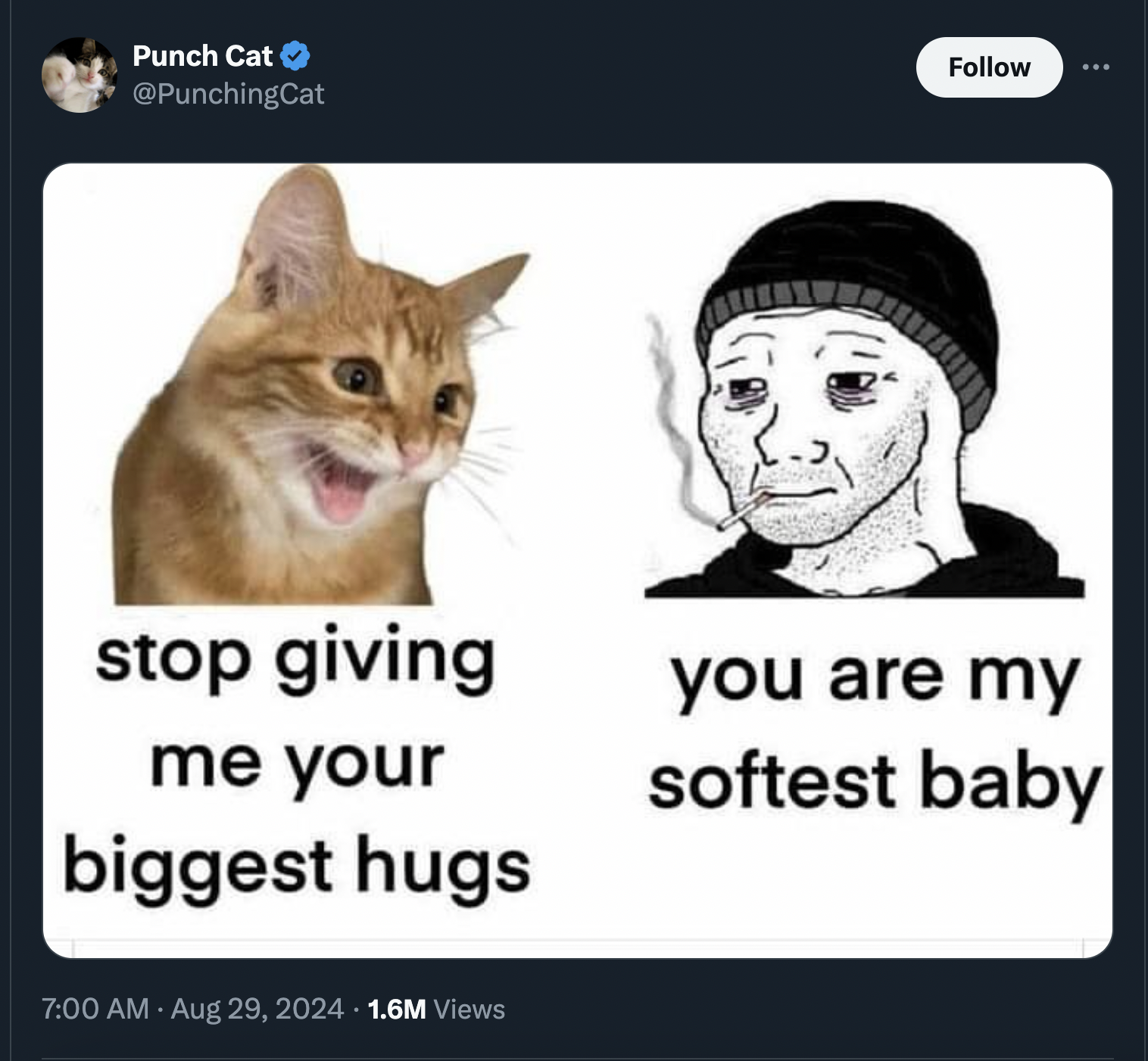 wonder what he's thinking meme - Punch Cat stop giving me your biggest hugs you are my softest baby 1.6M Views